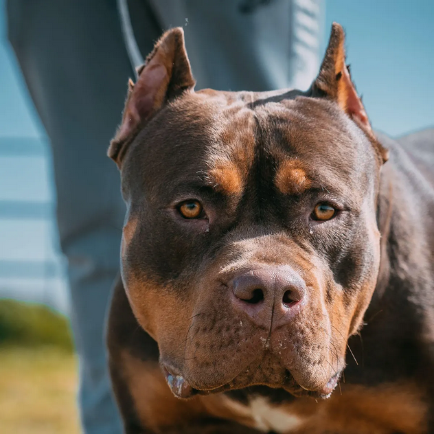 Dog Poop Pickup in Clinton, Michigan