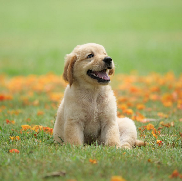 Dog Poop Pickup in Clinton, Michigan