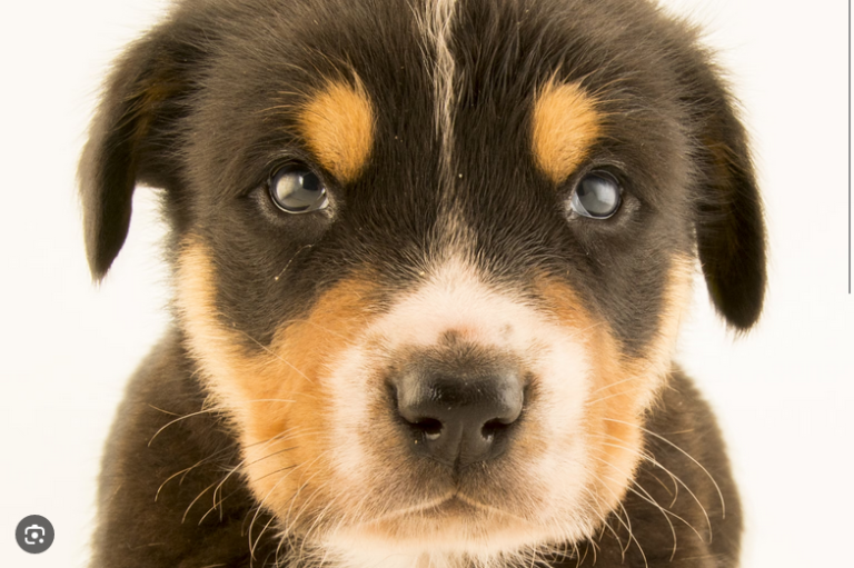 Dog Poop Pickup in Clinton, Michigan