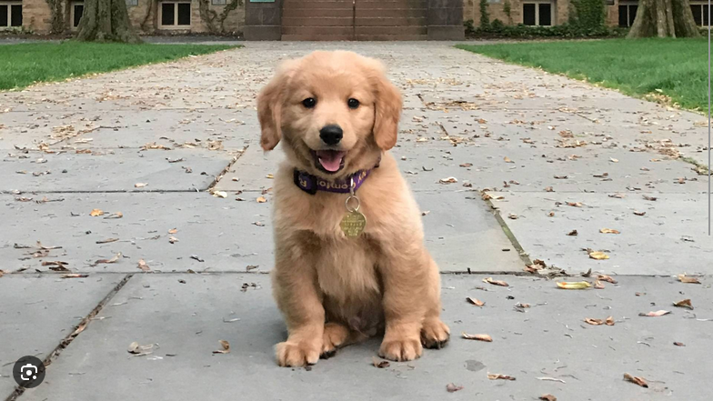 Dog Poop Pickup in Clinton, Michigan