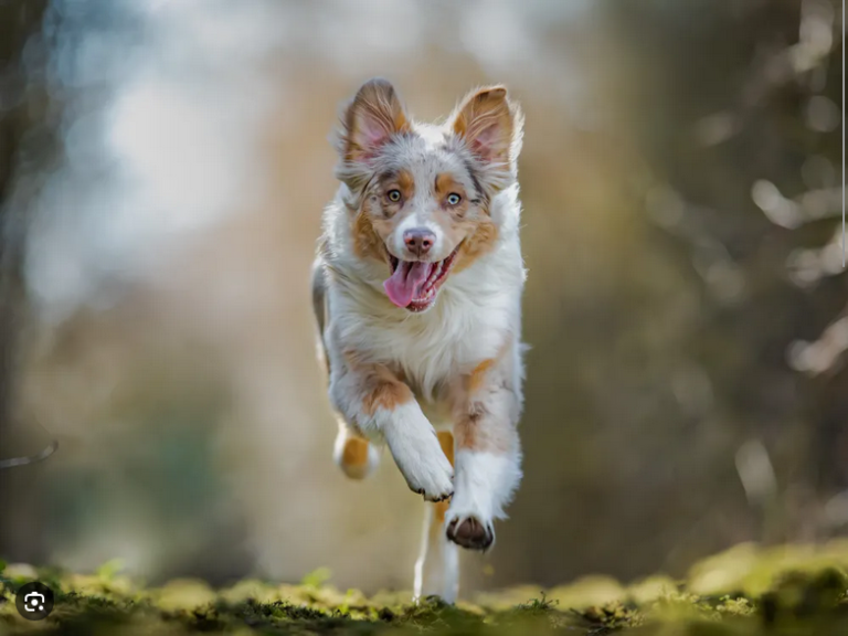 Dog Poop Pickup in Clinton, Michigan